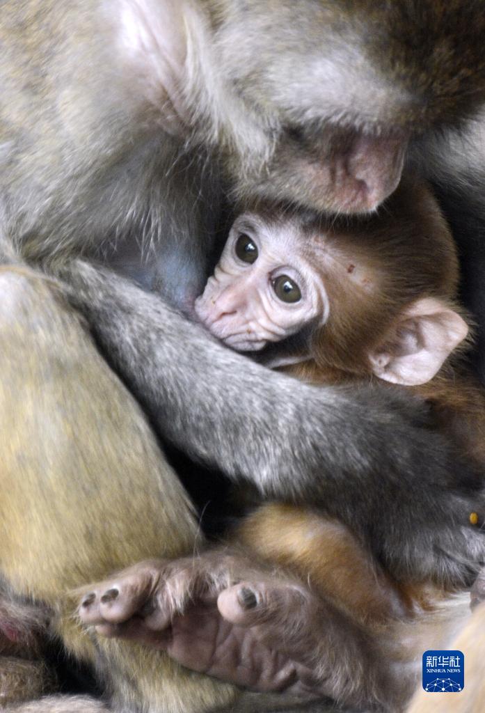 北京動(dòng)物園で動(dòng)物の赤ちゃん201 頭を一般公開