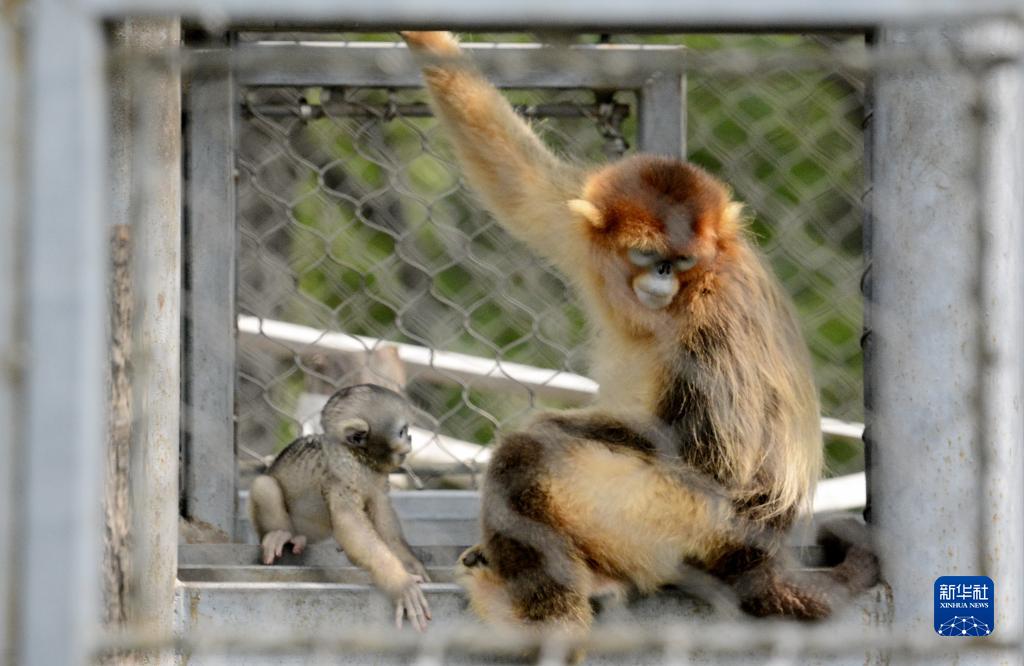北京動物園で動物の赤ちゃん201 頭を一般公開