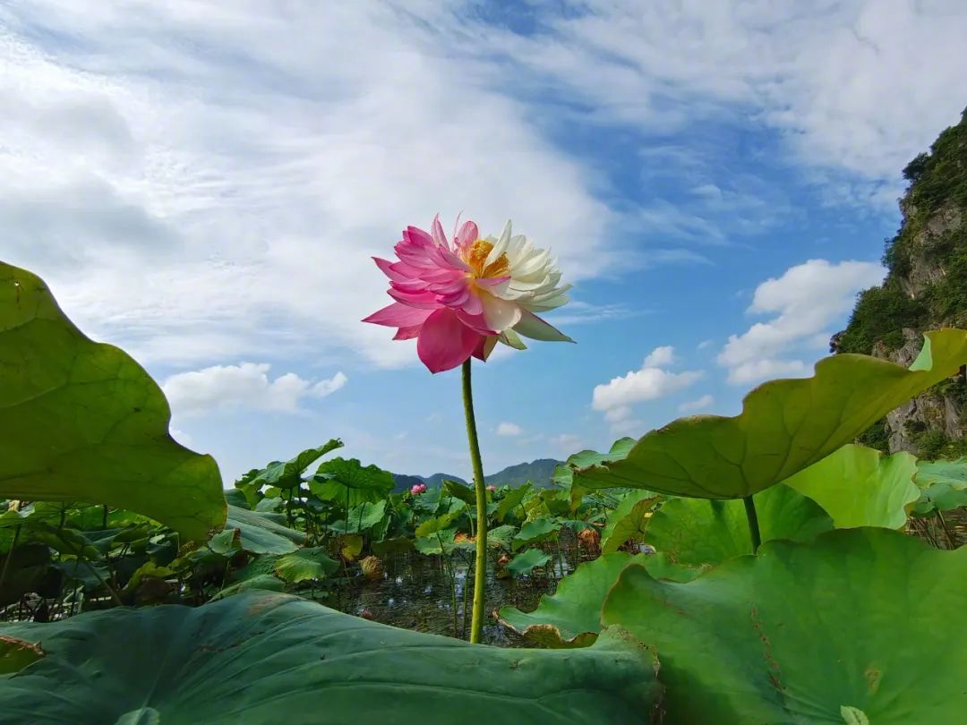 ピンクと白のツートンカラーのハスの花　雲(yún)南省