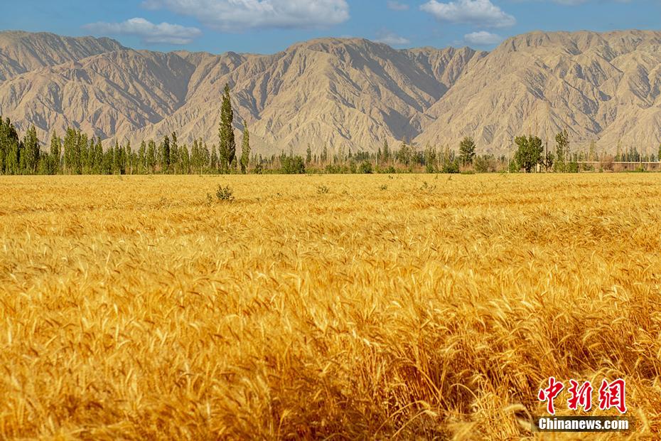 そよ風(fēng)になびく黃金色の小麥畑　新疆