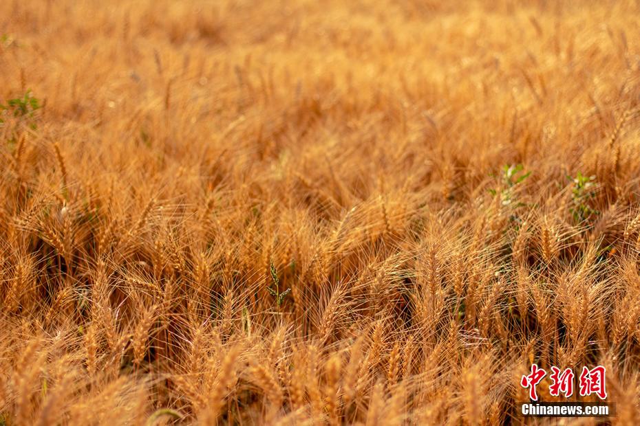 そよ風になびく黃金色の小麥畑　新疆