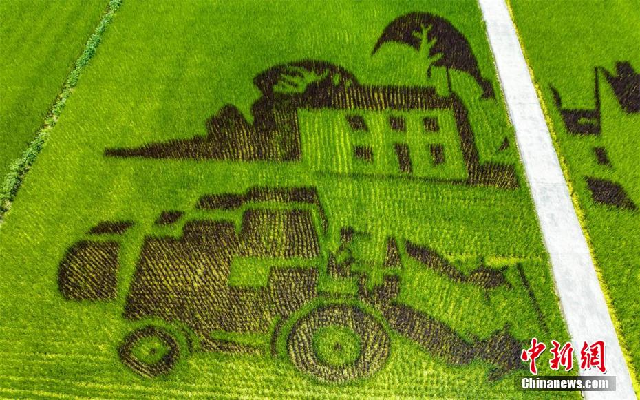 田んぼに巨大パンダ出現(xiàn)？田んぼアートが人気観光スポットに　四川省成都