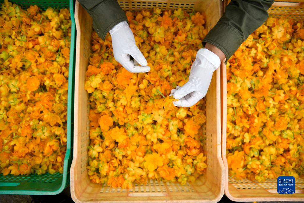 地元産業(yè)の振興に一役買う満開のキンレンカ　河北省囲場