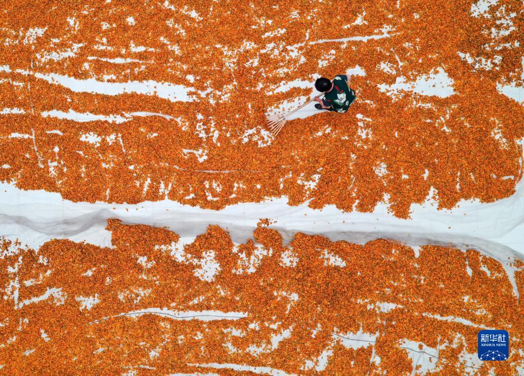 地元産業(yè)の振興に一役買う満開のキンレンカ　河北省囲場