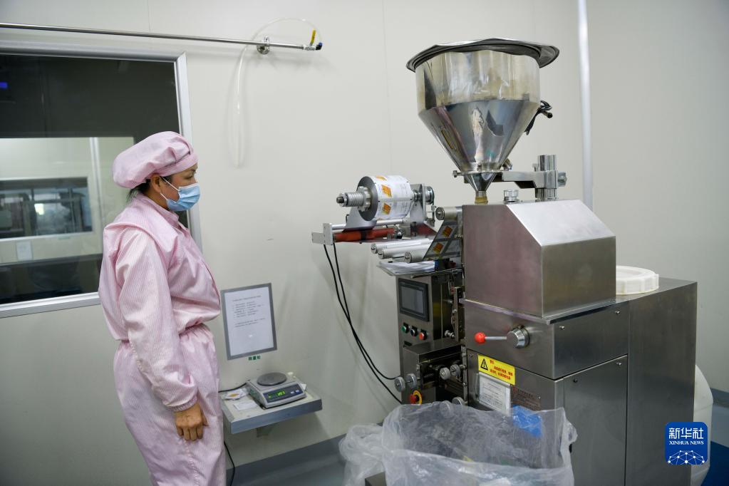 地元産業(yè)の振興に一役買う満開のキンレンカ　河北省囲場