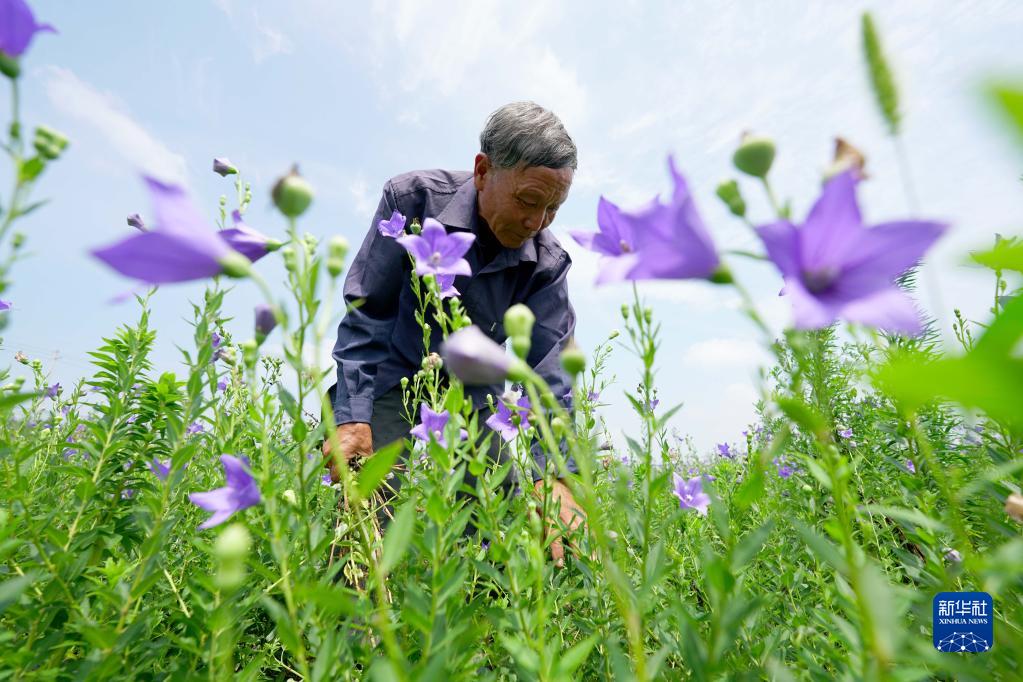 河北省邢臺市臨城県黒城鎮(zhèn)豊盈村で、桔梗畑の草むしりをする農(nóng)民（7月6日撮影?田暁麗)。