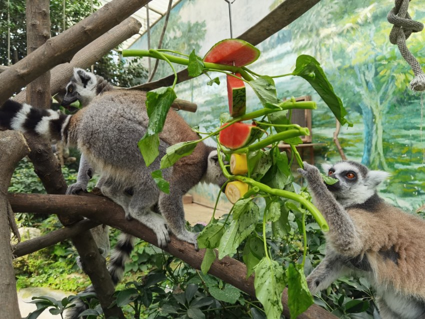 暑くてたまらない！　四川?成都の動物たちの「暑さ対策」は？