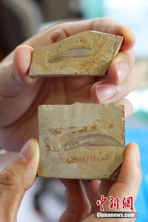 中國の科學(xué)者が最も古い脊椎動(dòng)物を発見