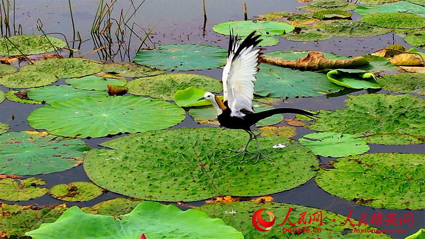 國(guó)家二級(jí)保護(hù)動(dòng)物「クイナ」を確認(rèn)　雄安新區(qū)白洋淀