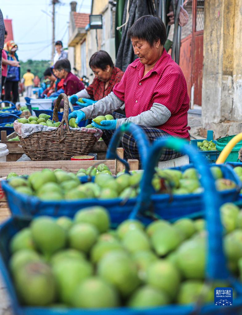 イチジクの収穫シーズン到來　山東省栄成