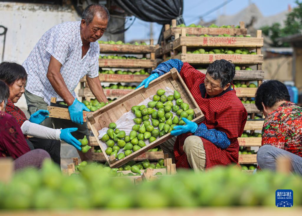 イチジクの収穫シーズン到來　山東省栄成