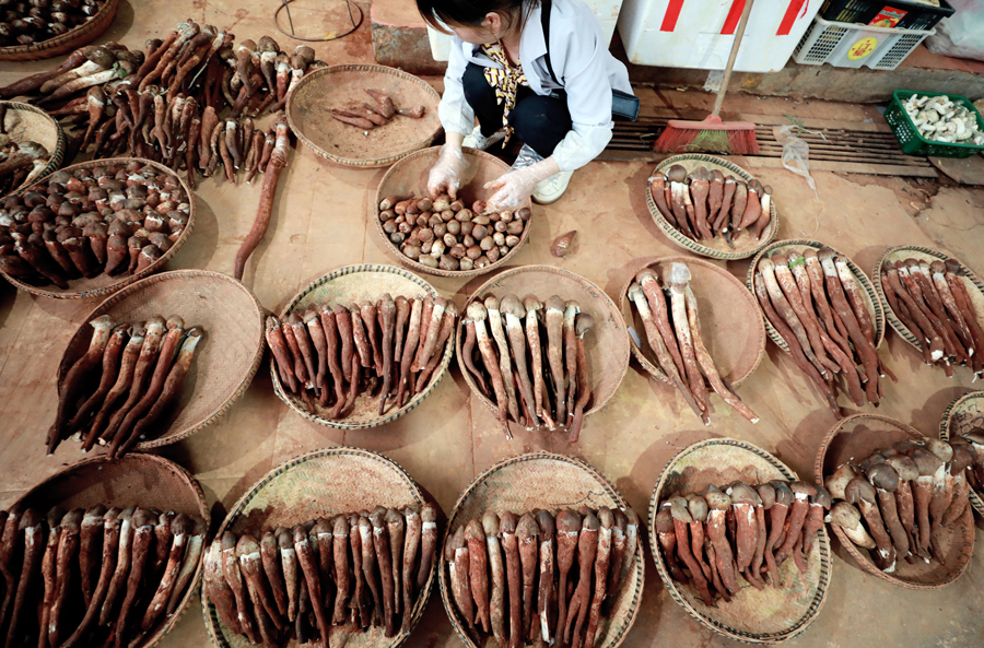 野生キノコが出荷シーズンに　雲(yún)南省