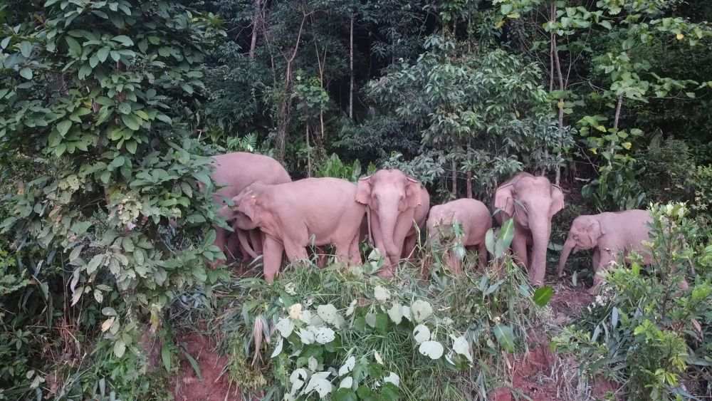西雙版納で野生のアジアゾウ30頭以上の群れ現(xiàn)る　雲(yún)南省