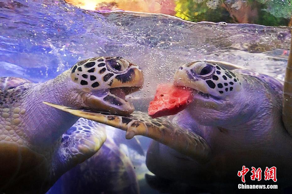 ゼリーにスイカに氷まで！安徽省合肥の水族館の暑さ対策とは？