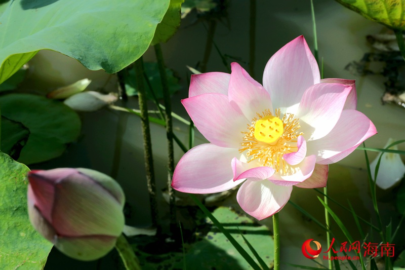 かつての荒地が一面のハス池に　海南省?？谑薪瓥|