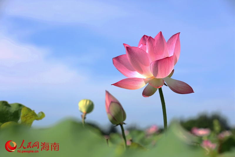 かつての荒地が一面のハス池に　海南省?？谑薪瓥|