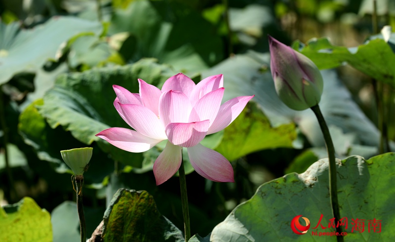 かつての荒地が一面のハス池に　海南省海口市江東