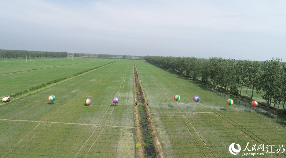 ヘリウム気球で農(nóng)薬散布　江蘇省泗洪