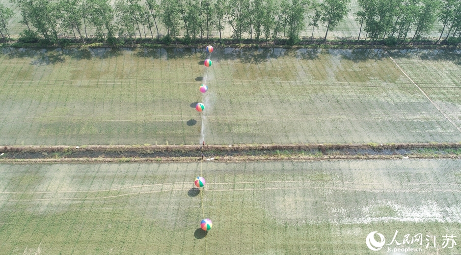 江蘇省宿遷市泗洪県孫園鎮(zhèn)で、米につく害蟲を駆除して病気を予防するため、ヘリウム気球を使って農(nóng)薬を散布する大型水稲栽培農(nóng)家（撮影?薛為伝）。