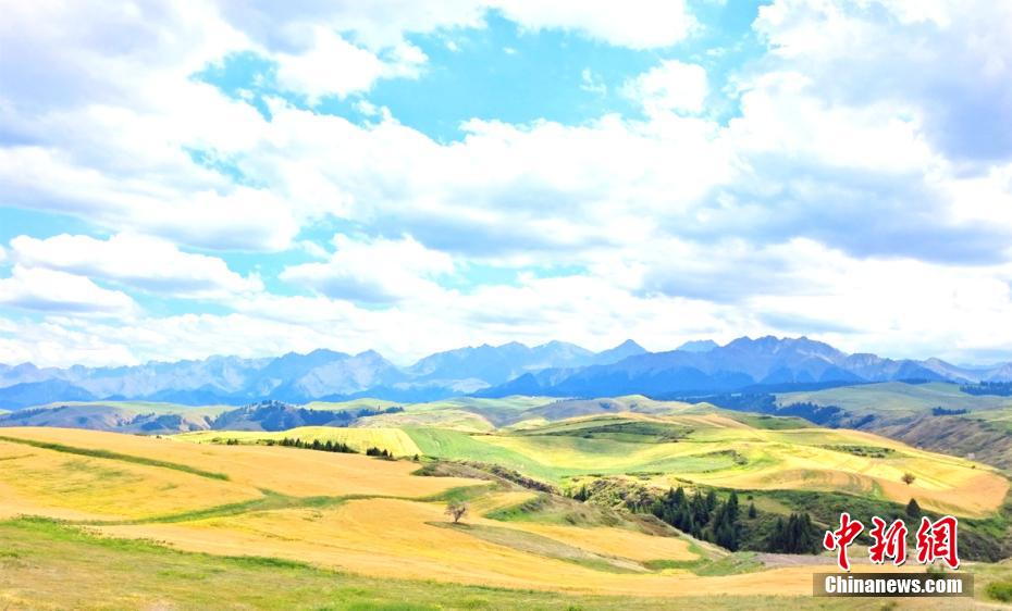 まるで巨大な金色のカーペットのような広大な小麥畑（撮影?史玉江）。