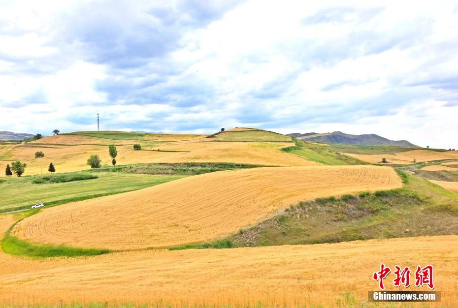 江布拉克景勝地に「黃金の小麥の季節(jié)」到來　新疆