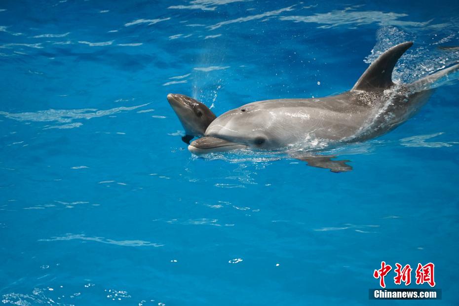 中國初の「混血」ホルフィンの赤ちゃん、生後満1ヶ月に　天津