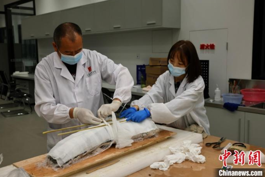 包帯を使って象牙を固定する「象牙修復(fù)突撃隊」（寫真提供?取材対応者）。