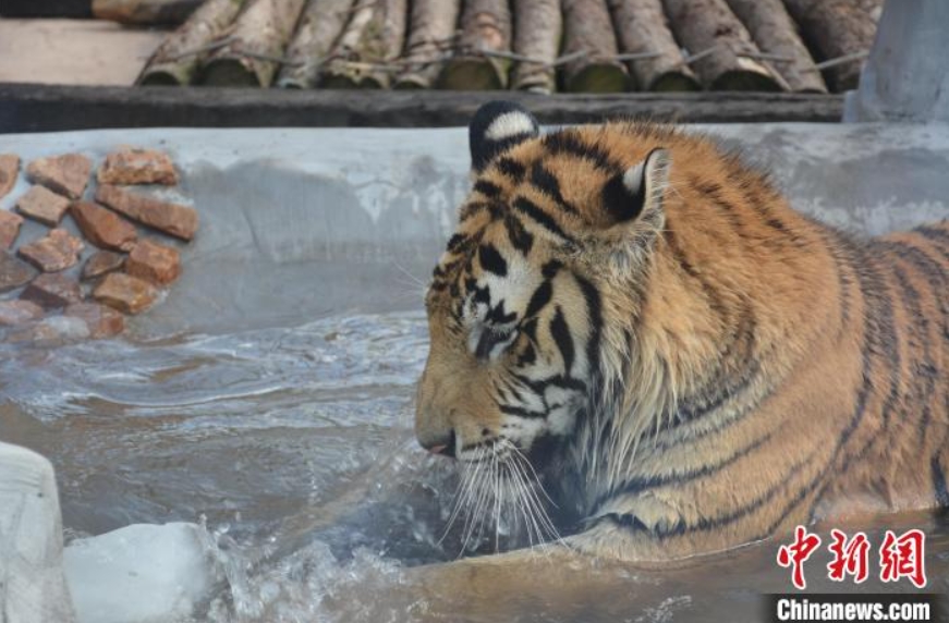 動(dòng)物たちにはどんな暑さ対策？浙江省湖州のヒンヤリスタイルはこれ！