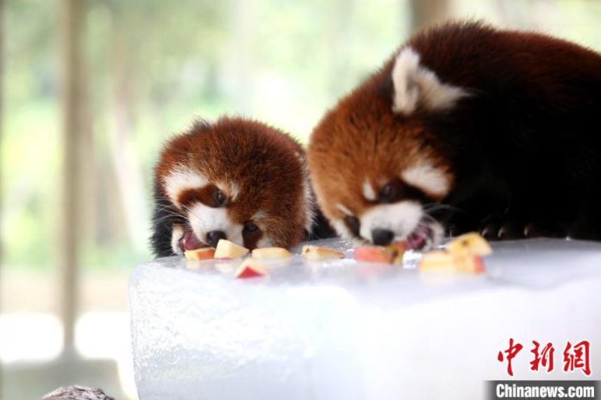 動物たちにはどんな暑さ対策？浙江省湖州のヒンヤリスタイルはこれ！