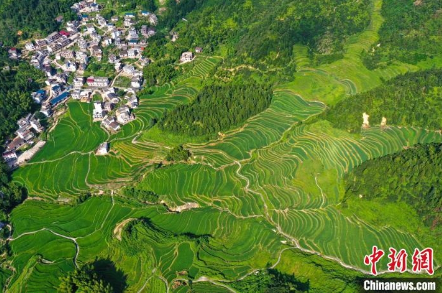 7月20日、江西省吉安市遂川県珠田鎮(zhèn)の珠渓棚田に広がる青々とした稲（撮影?劉占昆）。