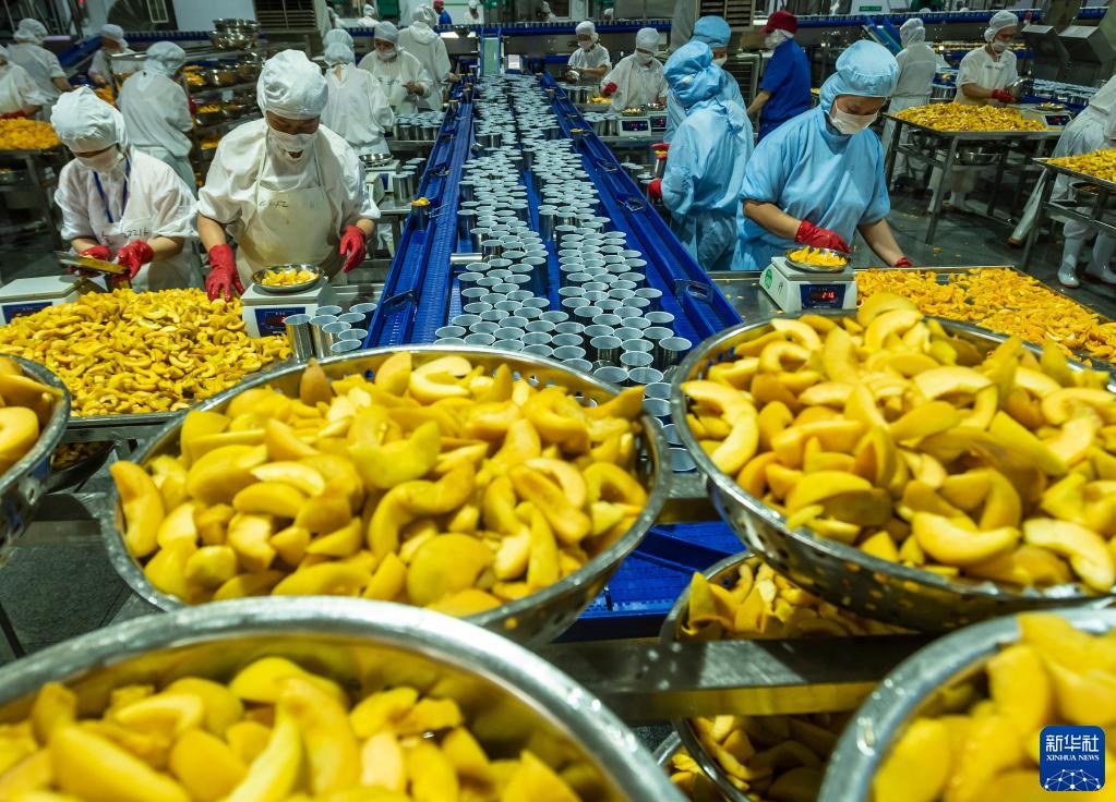 黃桃の輸出加工作業(yè)がピークに　湖北省秭帰