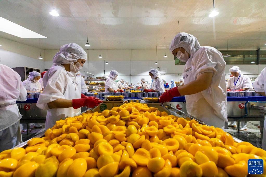 黃桃の輸出加工作業(yè)がピークに　湖北省秭帰