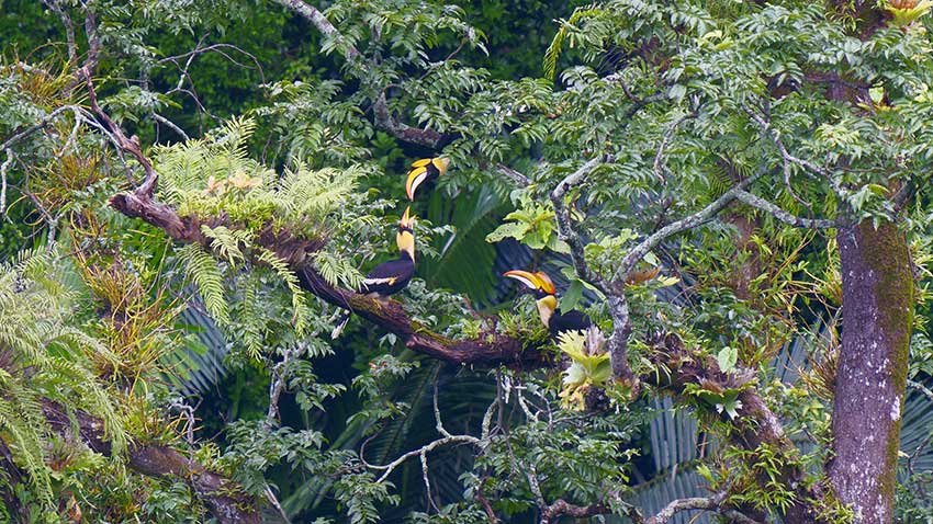 羽広げると160センチにもなるオオサイチョウの「一家3羽」の撮影に成功