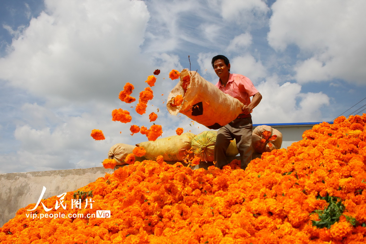 7月23日、雲(yún)南省曲靖市沾益區(qū)金竜街道（エリア）桃園社區(qū)（コミュニティ）のアフリカン?マリーゴールド収穫?販売スポットで、花を集積場所に入れる花農(nóng)家（撮影?楊俊鵬/寫真著作権は人民図片が所有のため転載禁止）。