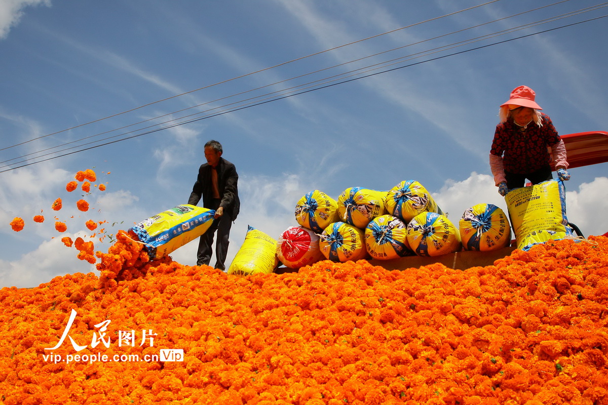 収穫シーズンを迎えたアフリカン?マリーゴールド　雲(yún)南省曲靖