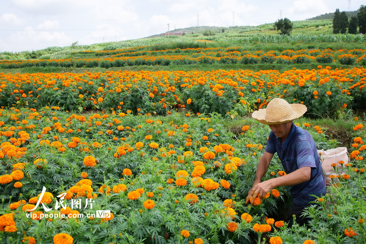 収穫シーズンを迎えたアフリカン?マリーゴールド　雲(yún)南省曲靖
