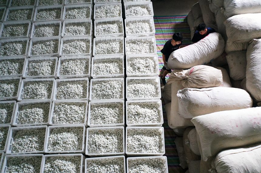 夏蠶の収穫ピークを迎えた重慶市黔江