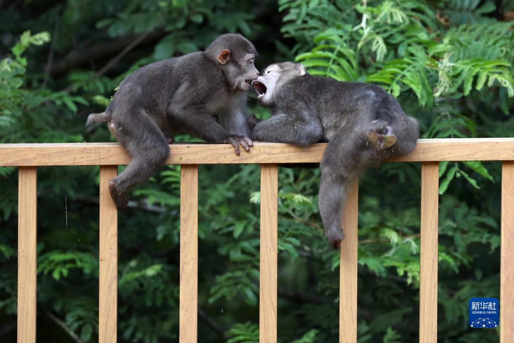 武夷山國家公園で暮らす野生のチベットマカク　福建省
