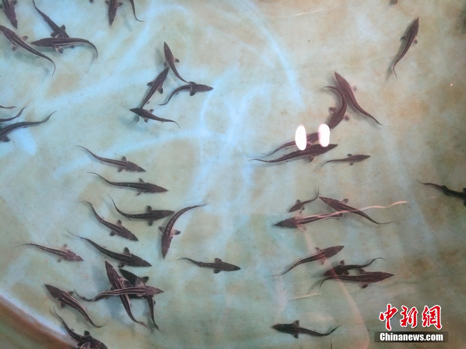 「母ザメ」だけで繁殖可能に　初の単為生殖で生まれたヨウスコウチョウザメが順調(diào)に成長(zhǎng)