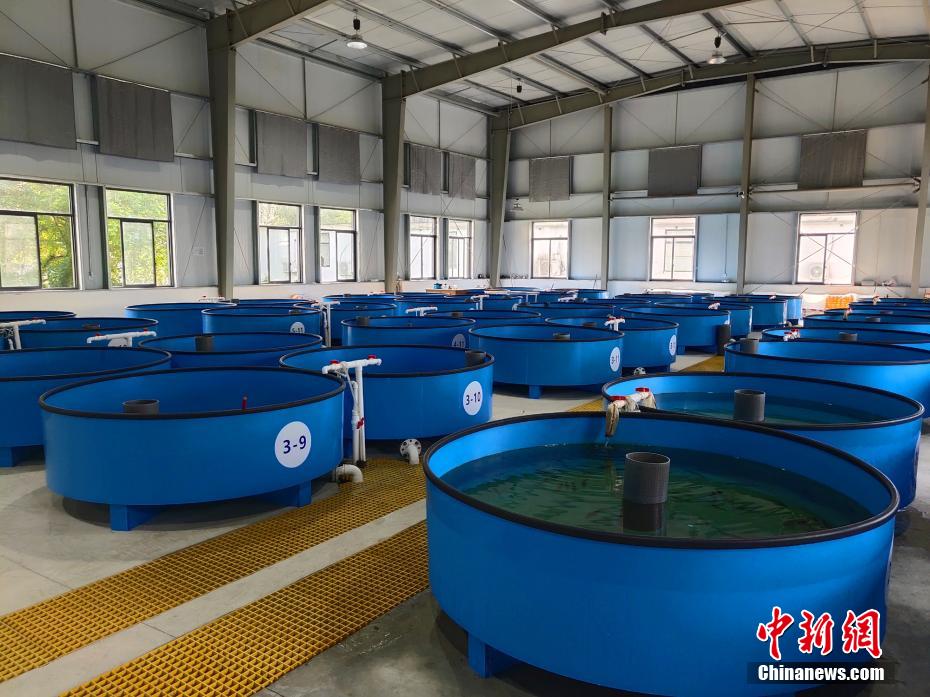 「母ザメ」だけで繁殖可能に　初の単為生殖で生まれたヨウスコウチョウザメが順調(diào)に成長