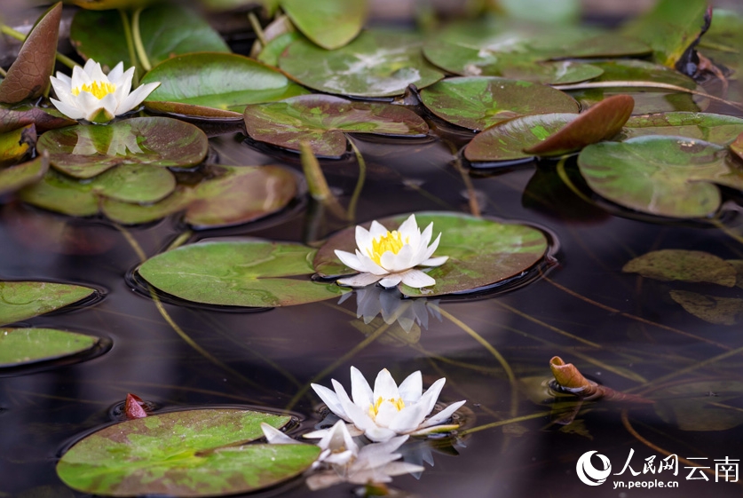 開花したヒツジグサ（撮影?羅新才）。