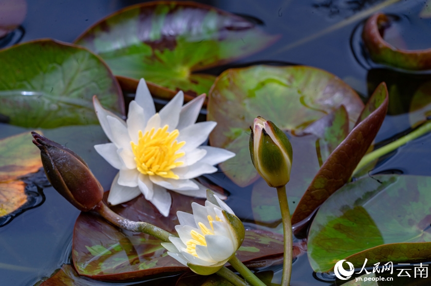 正午に開花し、午後にはしぼむヒツジグサ　雲(yún)南省大理