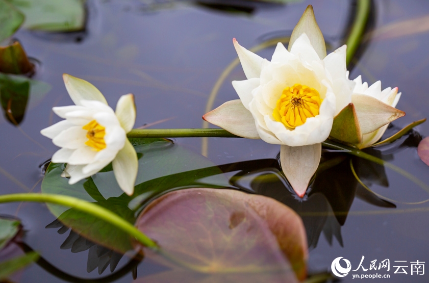 正午に開(kāi)花し、午後にはしぼむヒツジグサ　雲(yún)南省大理