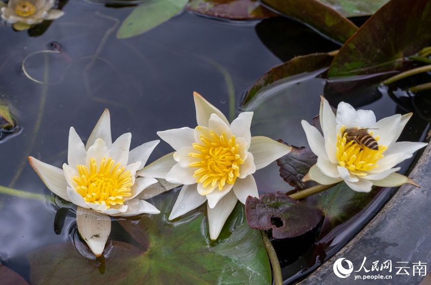 正午に開花し、午後にはしぼむヒツジグサ　雲(yún)南省大理