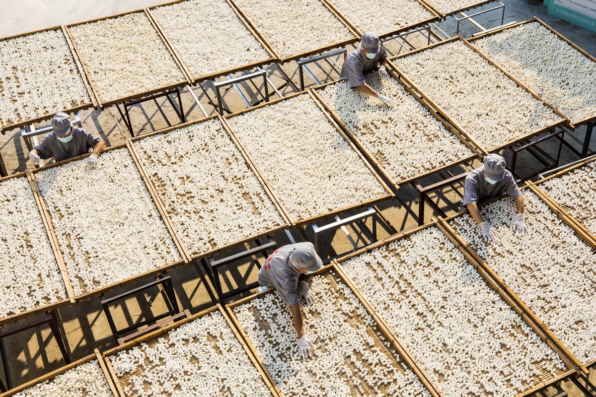 秭帰県の発酵製品企業(yè)の従業(yè)員ができたばかりの酵母を日に干す様子（7月26日撮影?聶爽）。