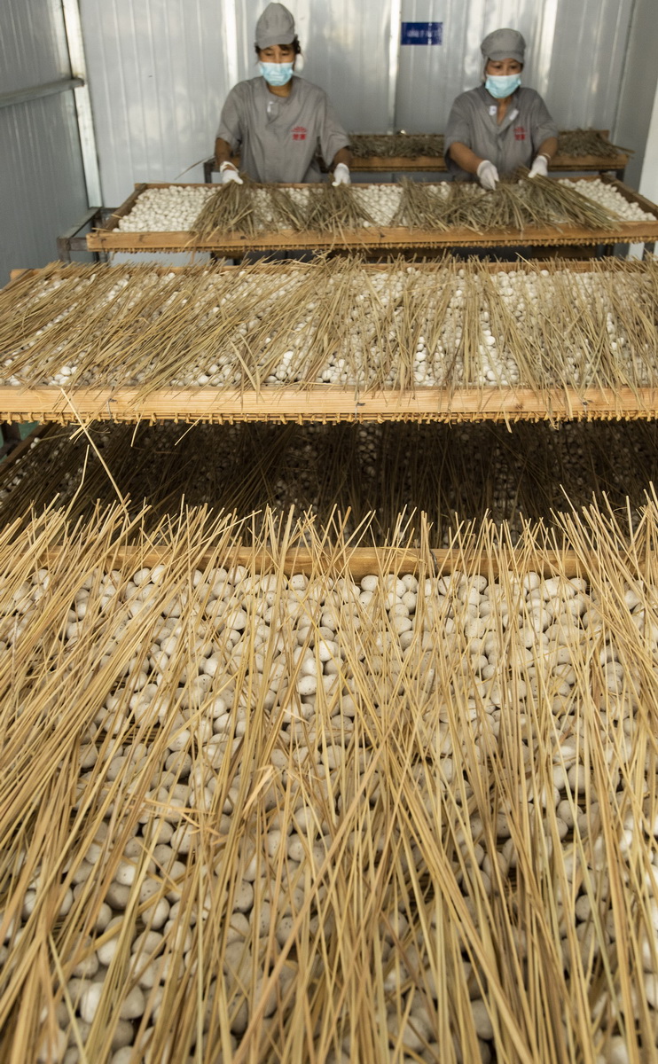 伝統(tǒng)の酵母が収入増加をサポート　湖北省秭帰