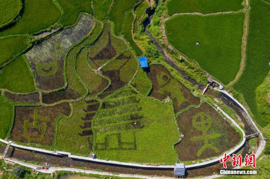 貴州省黔東南苗（ミャオ）族侗（トン）族自治州従江県高増郷占里村のカラフルな田んぼアート（ドローンによる撮影?呉徳軍）。