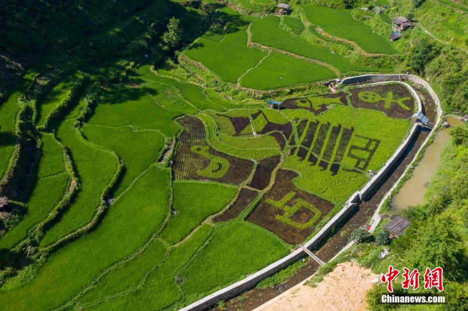 占里侗寨の「稲魚(yú)鴨図」田んぼアート　貴州省従江