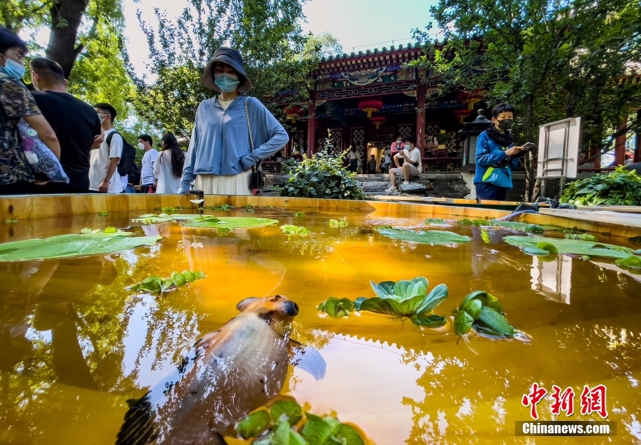夏の恭王府で「木海観魚」を楽しむ人々　北京