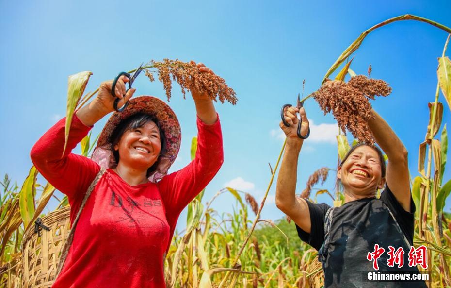 豊作を喜ぶ農(nóng)民（撮影?宋姿熠）。